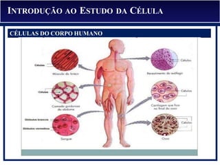INTRODUÇÃO AO ESTUDO DA CÉLULA
CÉLULAS DO CORPO HUMANO
 