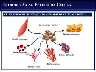 INTRODUÇÃO AO ESTUDO DA CÉLULA
CÉLULAS DO CORPO HUMANO: ORIGINAM-SE DE CÉLULAS TRONCO
DIFERENCIAÇÃO
 