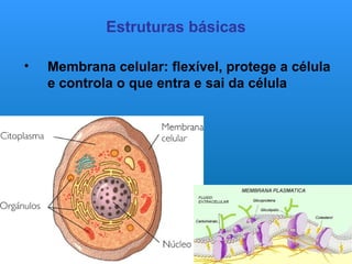 célula: composição e tipos celulares dos seres vivos | PPT