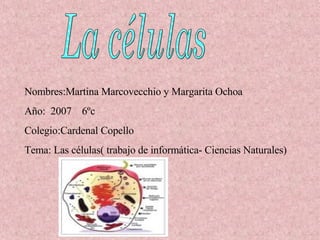 La células Nombres:Martina Marcovecchio y Margarita Ochoa Año:  2007  6ºc Colegio:Cardenal Copello Tema: Las células( trabajo de informática- Ciencias Naturales) 