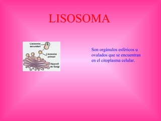 LISOSOMA
Son orgánulos esféricos u
ovalados que se encuentran
en el citoplasma celular.
 