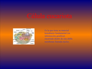 Célula eucariota
Es la que tiene su material
hereditario fundamental (su
información genética)
encerrado dentro de una dob...