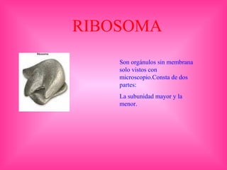 RIBOSOMA
Son orgánulos sin membrana
solo vistos con
microscopio.Consta de dos
partes:
La subunidad mayor y la
menor.
 