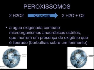 PEROXISSOMOS
 2 H2O2       CATALASE       2 H2O + O2

• a água oxigenada combate
  microorganismos anaeróbicos estritos,
  que morrem em presença de oxigênio que
  é liberado (borbulhas sobre um ferimento)
 