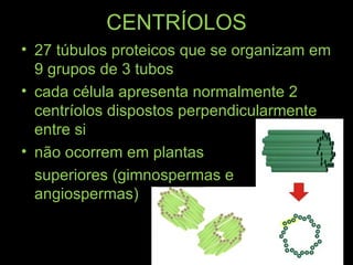 CENTRÍOLOS
• 27 túbulos proteicos que se organizam em
  9 grupos de 3 tubos
• cada célula apresenta normalmente 2
  centríolos dispostos perpendicularmente
  entre si
• não ocorrem em plantas
  superiores (gimnospermas e
  angiospermas)
 