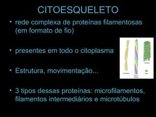 CITOESQUELETO
• rede complexa de proteínas filamentosas
(em formato de fio)
• presentes em todo o citoplasma
• Estrutura, movimentação...
• 3 tipos dessas proteínas: microfilamentos,
filamentos intermediários e microtúbulos