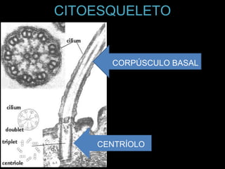 CITOESQUELETO
CORPÚSCULO BASAL
CENTRÍOLO