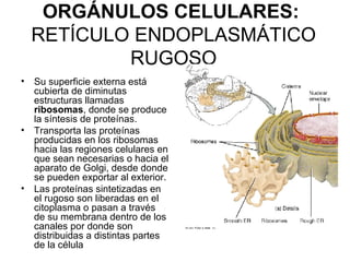 ORGÁNULOS CELULARES:   RETÍCULO ENDOPLASMÁTICO RUGOSO <ul><li>Su superficie externa está cubierta de diminutas estructuras...