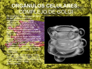 ORGÁNULOS CELULARES:   COMPLEJO DE GOLGI <ul><li>Es el centro de empaquetamiento de las células eucariotas, responsable de...