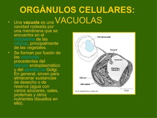 ORGÁNULOS CELULARES:   VACUOLAS <ul><li>Una  vacuola  es una cavidad rodeada por una membrana que se encuentra en el  cito...