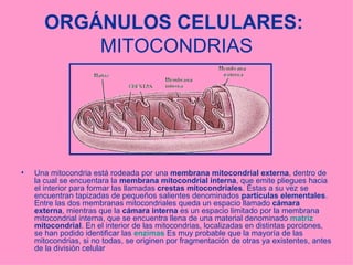 ORGÁNULOS CELULARES:   MITOCONDRIAS <ul><li>Una mitocondria está rodeada por una  membrana mitocondrial externa , dentro d...