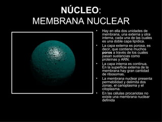 NÚCLEO : MEMBRANA NUCLEAR <ul><li>Hay en ella dos unidades de membrana, una externa y otra interna, cada una de las cuales...