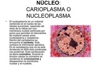 NÚCLEO : CARIOPLASMA O NUCLEOPLASMA <ul><li>El nucleoplasma es un material contenido en el núcleo de las células eucariota...