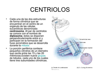 CENTRIOLOS <ul><li>Cada una de las dos estructuras de forma cilíndrica que se encuentran en el centro de un orgánulo de la...