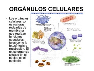 ORGÁNULOS CELULARES   <ul><li>Los orgánulos celulares son estructuras rodeadas de membrana que realizan funciones especial...