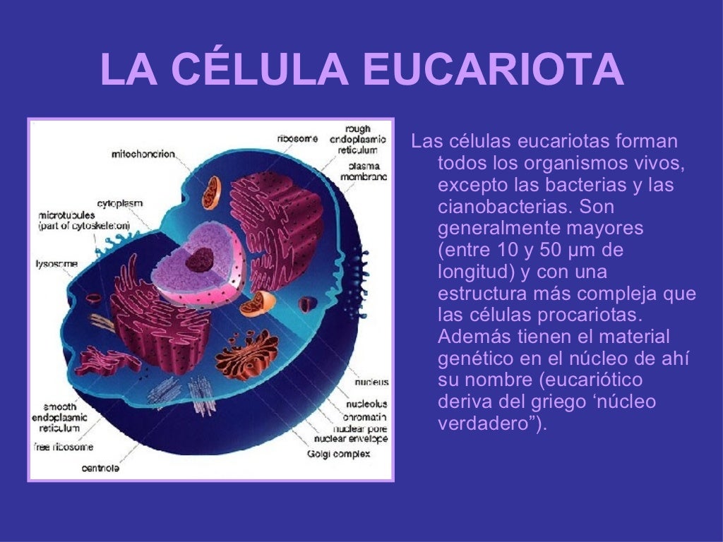 Célula Eucariota