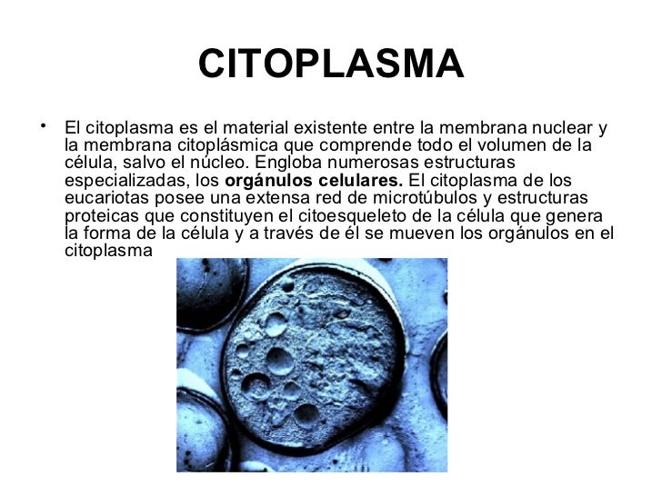 Célula eucariota
