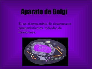 Aparato de Golgi Es un sistema mixto de cisternas,con compartimientos  rodeados de membranas. 