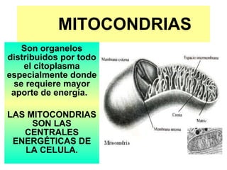 MITOCONDRIAS Son organelos distribuidos por todo el citoplasma especialmente donde se requiere mayor aporte de energía.  LAS MITOCONDRIAS SON LAS CENTRALES ENERGÉTICAS DE LA CELULA. 