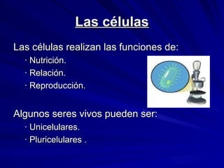 Las células
Las células realizan las funciones de:
· Nutrición.
· Relación.
· Reproducción.
Algunos seres vivos pueden ser:
· Unicelulares.
· Pluricelulares .
