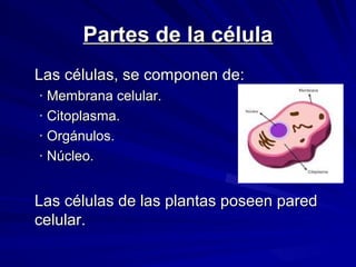 Partes de la célula
Las células, se componen de:
· Membrana celular.
· Citoplasma.
· Orgánulos.
· Núcleo.
Las células de las plantas poseen pared
celular.