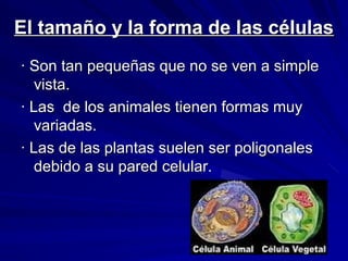 El tamaño y la forma de las células
· Son tan pequeñas que no se ven a simple
vista.
· Las de los animales tienen formas muy
variadas.
· Las de las plantas suelen ser poligonales
debido a su pared celular.