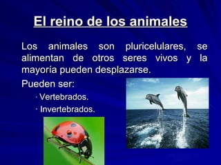 El reino de los animales
Los animales son pluricelulares, se
alimentan de otros seres vivos y la
mayoría pueden desplazarse.
Pueden ser:
· Vertebrados.
· Invertebrados.