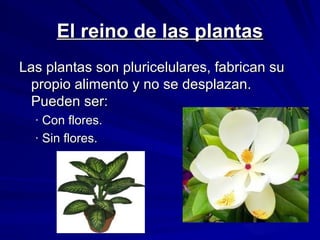 El reino de las plantas
Las plantas son pluricelulares, fabrican su
propio alimento y no se desplazan.
Pueden ser:
· Con flores.
· Sin flores.