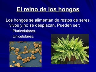 El reino de los hongos
Los hongos se alimentan de restos de seres
vivos y no se desplazan. Pueden ser:
· Pluricelulares.
· Unicelulares.