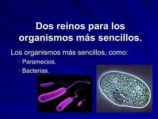 Dos reinos para los
organismos más sencillos.
Los organismos más sencillos, como:
· Paramecios.
· Bacterias.