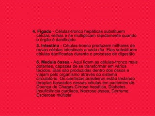 4.   Fígado  - Células-tronco hepáticas substituem células velhas e se multiplicam rapidamente quando o órgão é danificado 5.   Intestino  - Células-tronco produzem milhares de novas células intestinais a cada dia. Elas substituem células danificadas durante o processo de digestão 6.   Medula óssea  - Aqui ficam as células-tronco mais potentes, capazes de se transformar em vários tecidos. Elas são produzidas dentro dos ossos e viajam pelo organismo através do sistema circulatório. Os cientistas brasileiros estão testando terapias baseadas nessas células em pacientes de: Doença de Chagas,Cirrose hepática, Diabetes, Insuficiência cardíaca, Necrose óssea, Derrame, Esclerose múltipla 