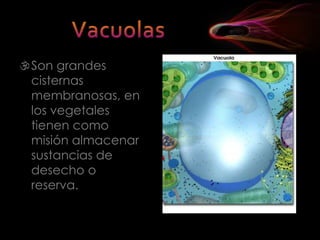 NucleoEs el orgánulo principal de la célula  ya que es el que rige todas las funciones celulares  y es el portador de material genético.