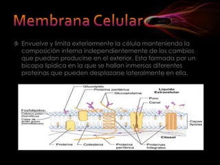    Cilios y FlagelosSon expansiones de la membrana celular que presentan una estructura similar al centriolo formados por nueve grupos de micro túbulos dobles dispuestos en forma de circulo.Los cilios son cortos y numerosos mientras que los  flagelos son pocos y largos. Tienen funciones locomotoras, nutridas, provocando remolinos que atraen el alimento, o sensoriales. 
