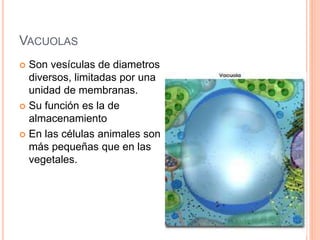 VACUOLAS
 Son vesículas de diametros
diversos, limitadas por una
unidad de membranas.
 Su función es la de
almacenamiento
 En las células animales son
más pequeñas que en las
vegetales.
 
