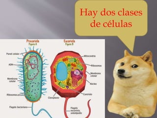 Hay dos clases
de células