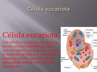 Célula eucariota
Las células eucariotas son las que
tienen núcleo definido gracias a
una envoltura nuclear, por lo que
el material genético se encuentra
disperso en ellas por lo cual es
perceptible solo al microscopio
electrónico.
