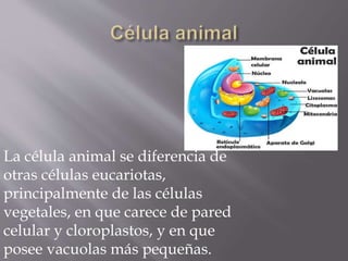 La célula animal se diferencia de
otras células eucariotas,
principalmente de las células
vegetales, en que carece de pared
celular y cloroplastos, y en que
posee vacuolas más pequeñas.