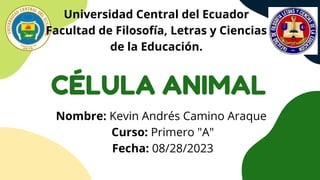 Universidad Central del Ecuador
Facultad de Filosofía, Letras y Ciencias
de la Educación.
Nombre: Kevin Andrés Camino Araque
Curso: Primero "A"
Fecha: 08/28/2023
CÉLULA ANIMAL
 