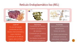 Retículo Endoplasmático liso (REL)
¿Qué es?
Es una red tubular,
constituida por finos
túbulos interconectados y
cuyos miembros
continúan en el retículo
rugoso, pero sin llevar
ribosomas adheridos.
Estructura:
Constituido por túbulos,
muestran una apariencia
de vesículas.
Constituido por proteínas
y enzimas.
Sus túbulos se extienden
por todo el citoplasma.
Funciones:
Interviene en procesos de
detoxificación.
Síntesis de lípidos.
En células especializadas:
sintetizan hormonas
esteroideas, contracción
muscular.
 