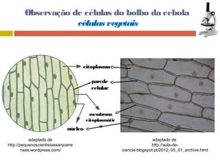 Observação de células do bolbo da cebola 
células vegetais 
citoplasma 
parede 
celular 
membrana 
citoplasmátic 
núcleo a 
adaptado de 
http://pequenoscientistassanjoane 
nses.wordpress.com/ 
adaptado de 
http://aula-de-ciencia. 
blogspot.pt/2012_05_01_archive.html 
 