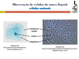 Observação de células do muco lingual 
células animais 
5 
membrana 
celular 
núcleo 
citoplasma 
adaptado de 
http://pequenoscientistassanjoan 
enses.wordpress.com/ 
adaptado de 
http://cn7cjp.blogspot.pt/2012/10/celulas-animais-e-vegetais- 
vistas-o.html 
 