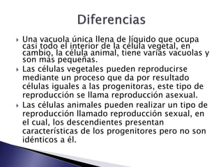  Una vacuola única llena de líquido que ocupa
casi todo el interior de la célula vegetal, en
cambio, la célula animal, tiene varias vacuolas y
son más pequeñas.
 Las células vegetales pueden reproducirse
mediante un proceso que da por resultado
células iguales a las progenitoras, este tipo de
reproducción se llama reproducción asexual.
 Las células animales pueden realizar un tipo de
reproducción llamado reproducción sexual, en
el cual, los descendientes presentan
características de los progenitores pero no son
idénticos a él.
 