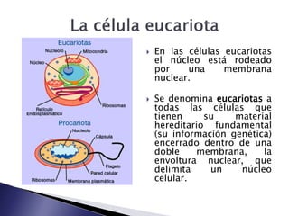  En las células eucariotas
el núcleo está rodeado
por una membrana
nuclear.
 Se denomina eucariotas a
todas las células que
tienen su material
hereditario fundamental
(su información genética)
encerrado dentro de una
doble membrana, la
envoltura nuclear, que
delimita un núcleo
celular.
 