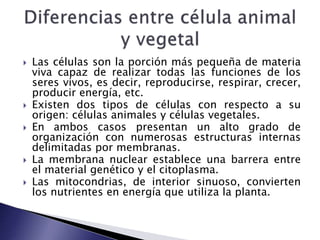  Las células son la porción más pequeña de materia
viva capaz de realizar todas las funciones de los
seres vivos, es decir, reproducirse, respirar, crecer,
producir energía, etc.
 Existen dos tipos de células con respecto a su
origen: células animales y células vegetales.
 En ambos casos presentan un alto grado de
organización con numerosas estructuras internas
delimitadas por membranas.
 La membrana nuclear establece una barrera entre
el material genético y el citoplasma.
 Las mitocondrias, de interior sinuoso, convierten
los nutrientes en energía que utiliza la planta.
 