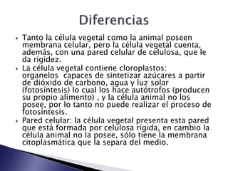 Tanto la célula vegetal como la animal poseen
membrana celular, pero la célula vegetal cuenta,
además, con una pared celular de celulosa, que le
da rigidez.
 La célula vegetal contiene cloroplastos:
organelos capaces de sintetizar azúcares a partir
de dióxido de carbono, agua y luz solar
(fotosíntesis) lo cual los hace autótrofos (producen
su propio alimento) , y la célula animal no los
posee, por lo tanto no puede realizar el proceso de
fotosíntesis.
 Pared celular: la célula vegetal presenta esta pared
que está formada por celulosa rígida, en cambio la
célula animal no la posee, sólo tiene la membrana
citoplasmática que la separa del medio.
 