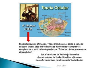 Realiza la siguiente afirmación: “ Todo animal aparece como la suma de
unidades vitales, cada una de las cuales mantiene las características
completas de la vida”. Además predijo que “Todas las células provienen de
otras células”.
Aymará Gabriel
Las afirmaciones de Virchow junto con los
descubrimientos de Hooke, Schleiden y Schwann
fueron fundamentales para formular la Teoría Celular.
 