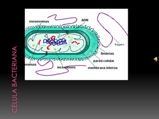 Célula bacteriana 