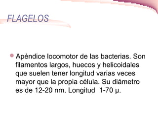 FLAGELOS
Apéndice locomotor de las bacterias. Son
filamentos largos, huecos y helicoidales
que suelen tener longitud varias veces
mayor que la propia célula. Su diámetro
es de 12-20 nm. Longitud 1-70 µ.
 