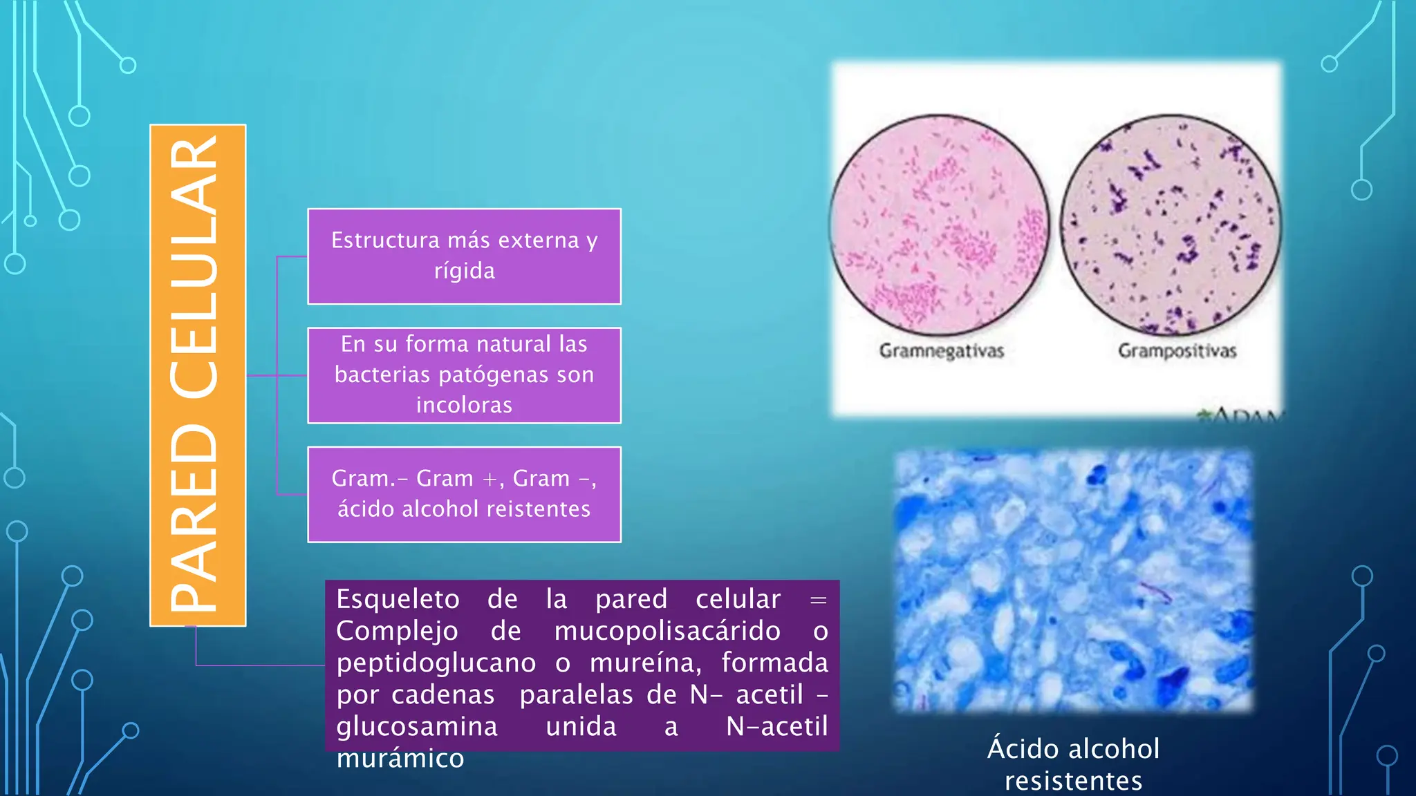 Célula bacteriana y sus diferentes estructuras.pptx