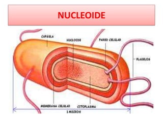 NUCLEOIDE
